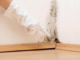  Forestdale, MA Mold Removal Services Pros